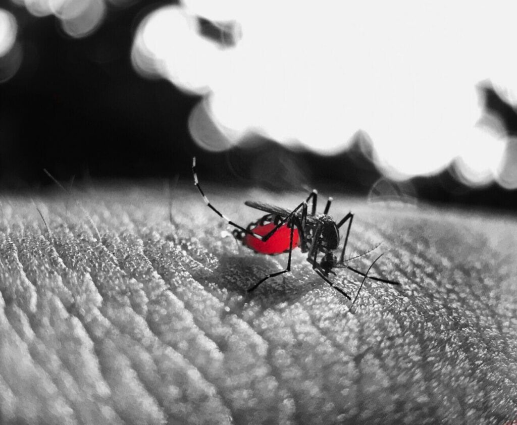 Moustique responsable du paludisme