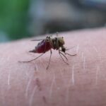 Découvre pourquoi tu te fais piquer par les moustiques