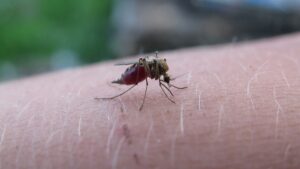 Découvre pourquoi tu te fais piquer par les moustiques