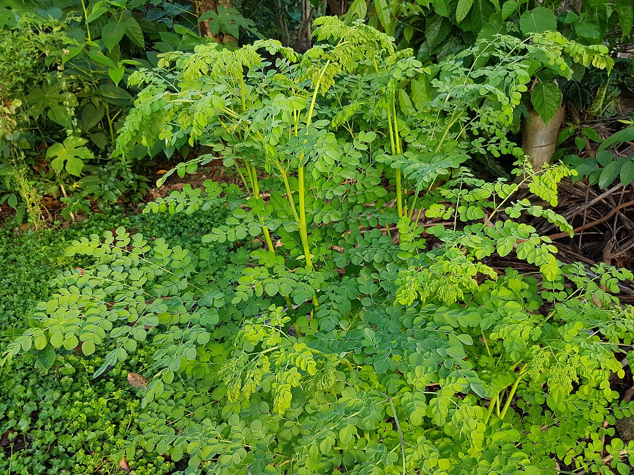 Feuilles de moringa fraîches